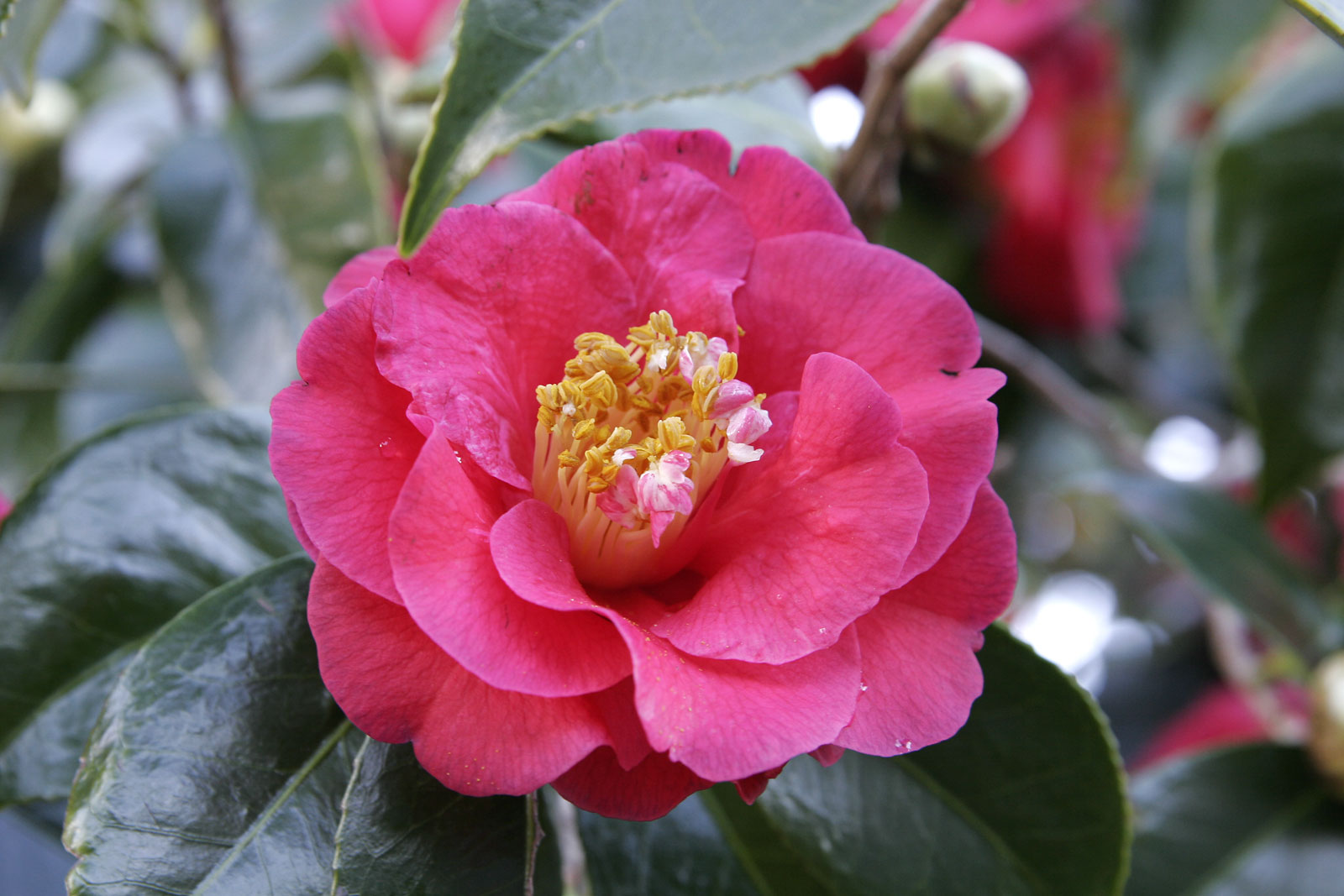 Представитель Семейства Theaceae